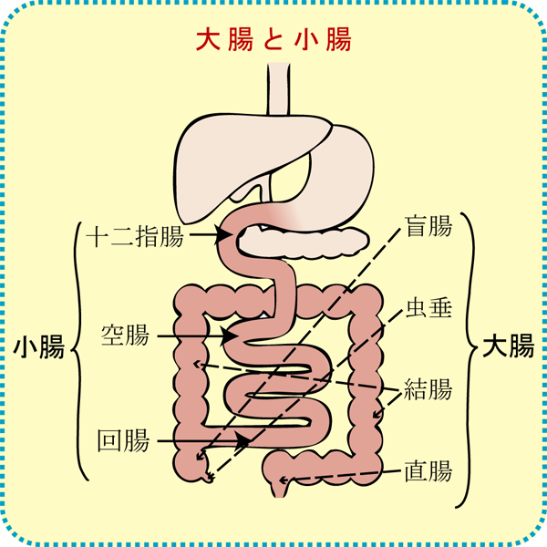 腸