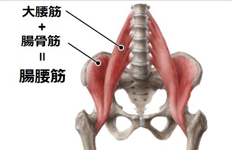 腸腰筋