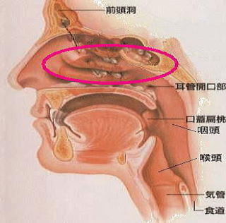 鼻腔