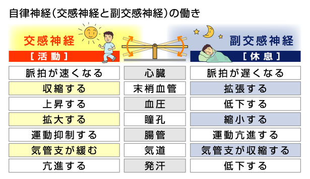 自律神経