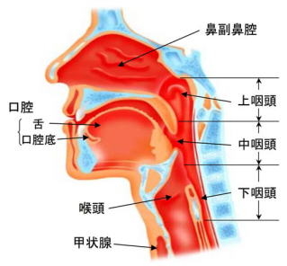 口腔