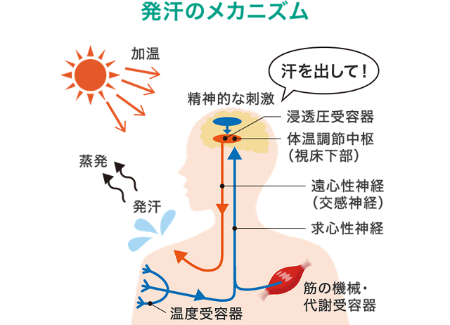 汗②