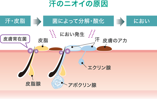 汗③